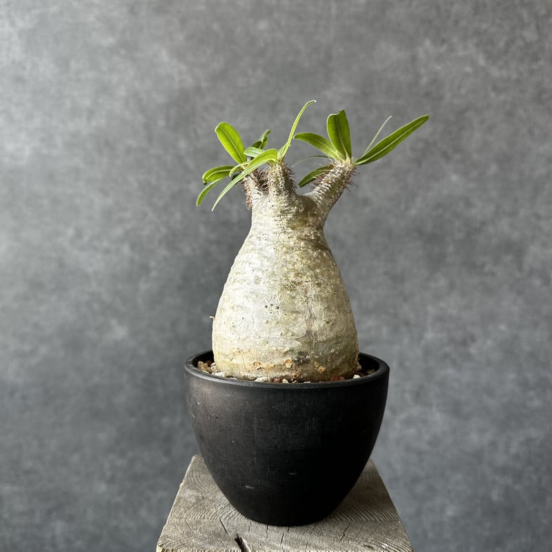 パキポディウム グラキリス【S】現地球/発根済 PGS-9 | Laule'a PLANTS