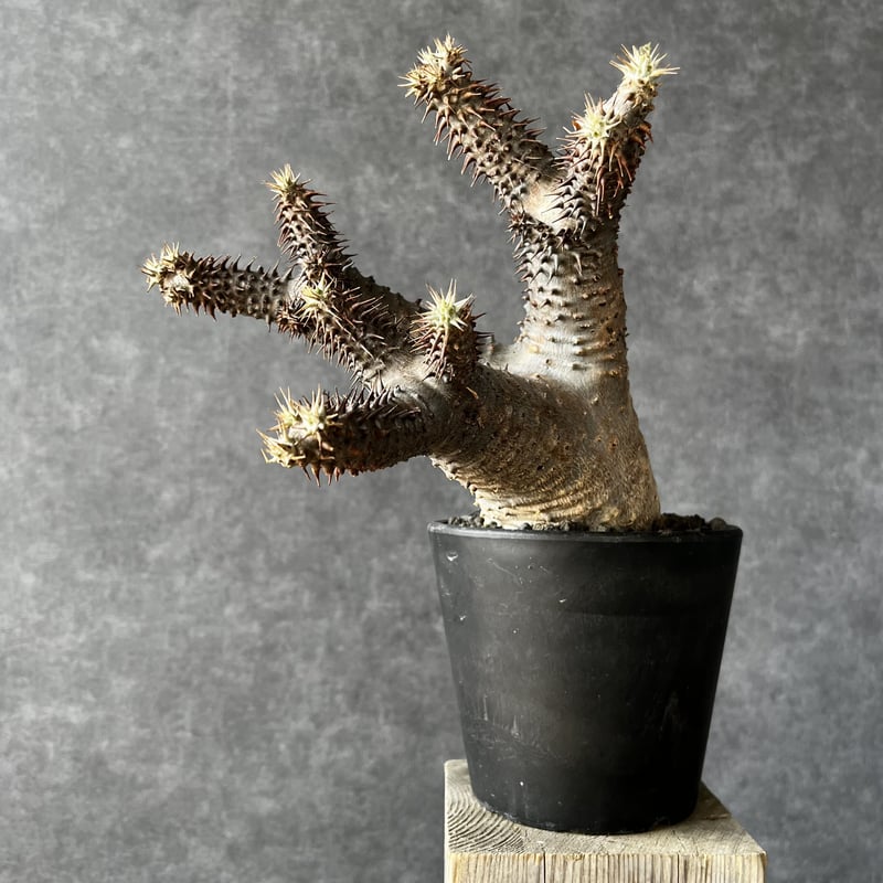 グラキリス 現地球 発根6年目株 6 パキポディウム グラキリス 現地球