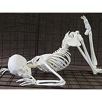 81YsMoSlklL._AC_UL210_SR210,