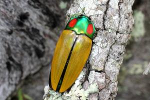 標本 Australia Calodema regale 42mm 標本 Australia Calodema regale