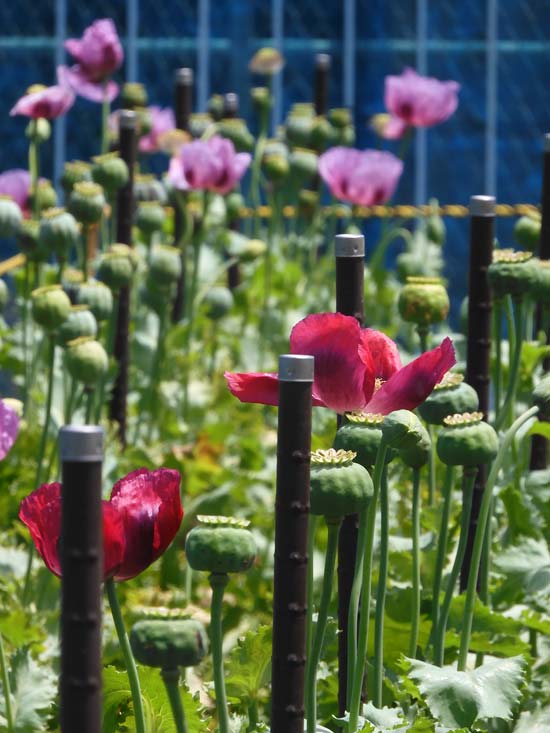 東京都薬用植物園 ケシの花 2025 違法なケシとアツミゲシ、合法な