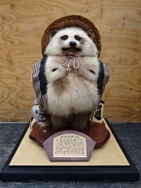 タヌキ剥製 木製台座付き タヌキの剥製 木製台座付き たぬきハクセイ