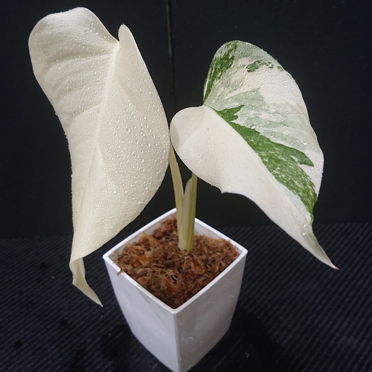 な*え様 斑入りモンステラホワイトタイガー大茎5株おまとめ りん