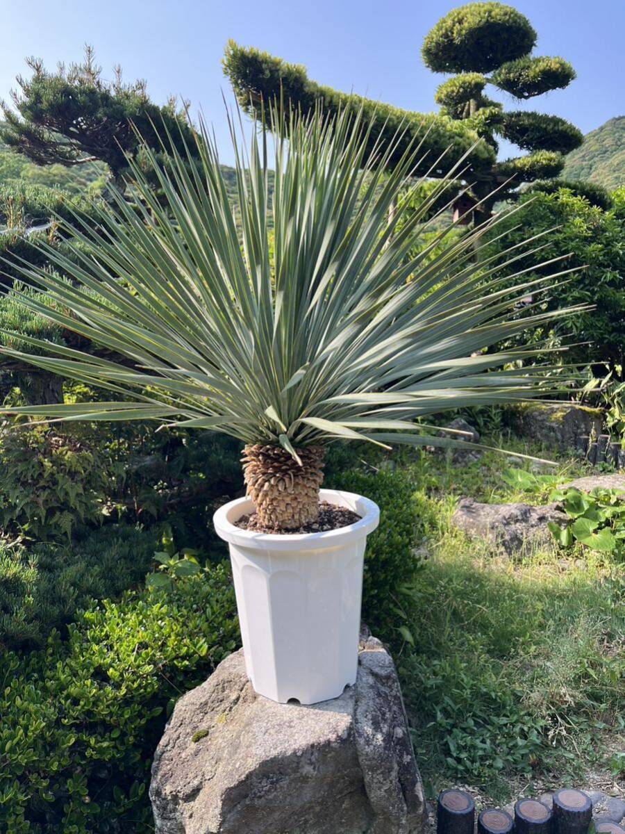 AL423】ユッカ ロストラータ ダブルヘッド 【公式通販】