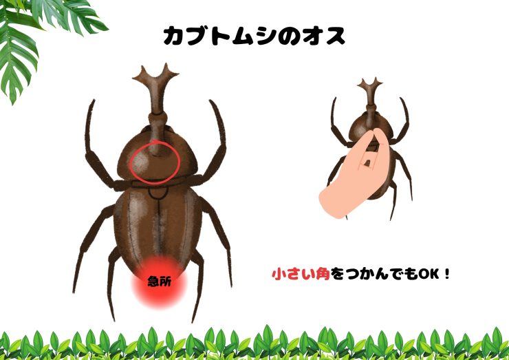 カブトムシ／クワガタ採集体験】夏季限定！カブトムシ・クワガタが