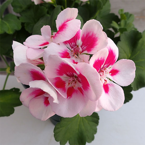 園芸ネット本店｜ゼラニウム：クオリティ フラワーフェアリーホワイト