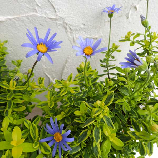 園芸ネット本店｜ブルーデージー：キンセイ5号鉢植え の通販【公式】