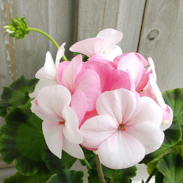 園芸ネット本店｜ゼラニウム：ホワイトトゥローズ3.5号ポット の通販