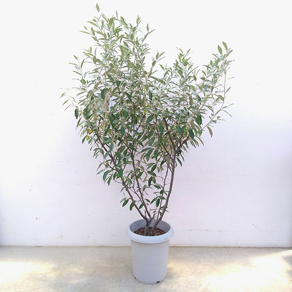 園芸ネット本店｜ロシアンオリーブ（ホソバグミ）8号鉢植え の通販【公式】