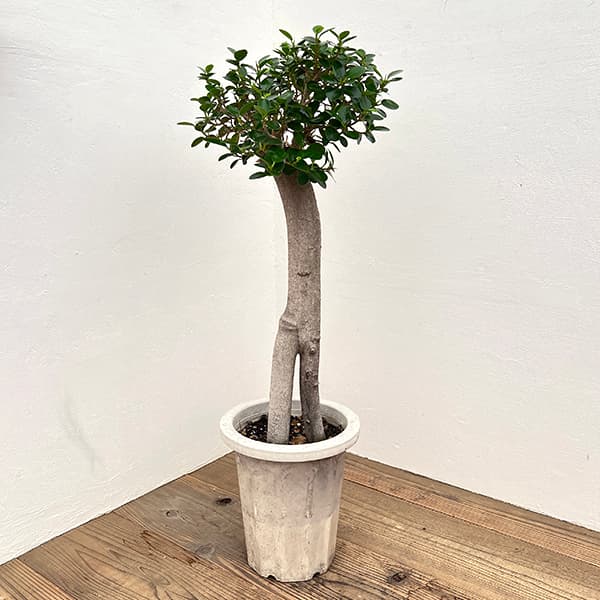 園芸ネット本店｜パンダガジュマル 8号鉢植え* の通販【公式】