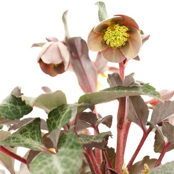 園芸ネット本店｜松村ナーセリーさんのクリスマスローズ（原種系