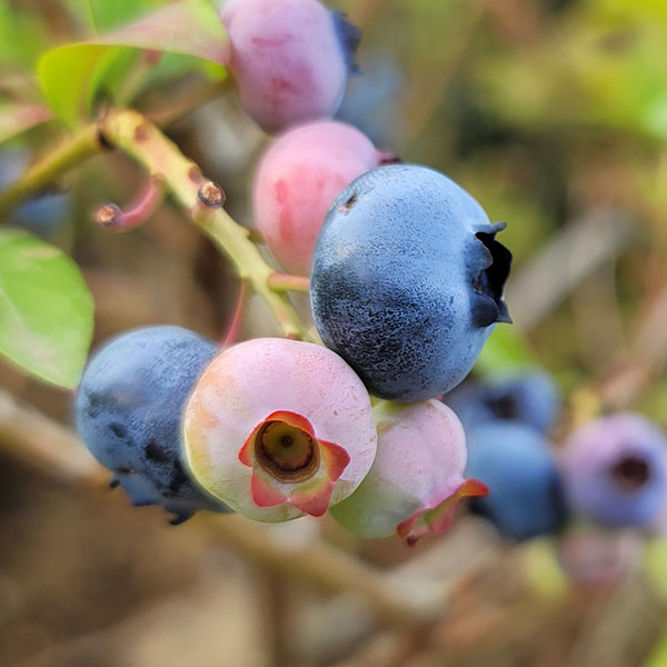 園芸ネット本店｜ブルーベリー（大実ラビットアイ系）：ブライトウェル