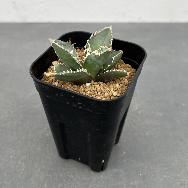 園芸ネット本店｜アガベ：チタノタ 狼人 3号 の通販【公式】