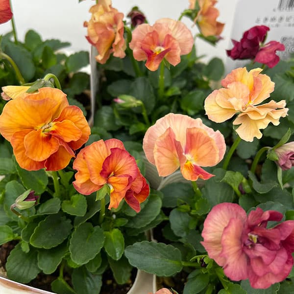 園芸ネット本店｜ビオラ：ときめきビオラ チリペッパー3.5号ポット の