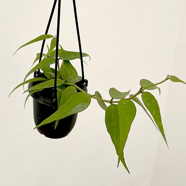 園芸ネット本店｜ホヤ：ブーマニカ 3号吊り鉢 の通販【公式】