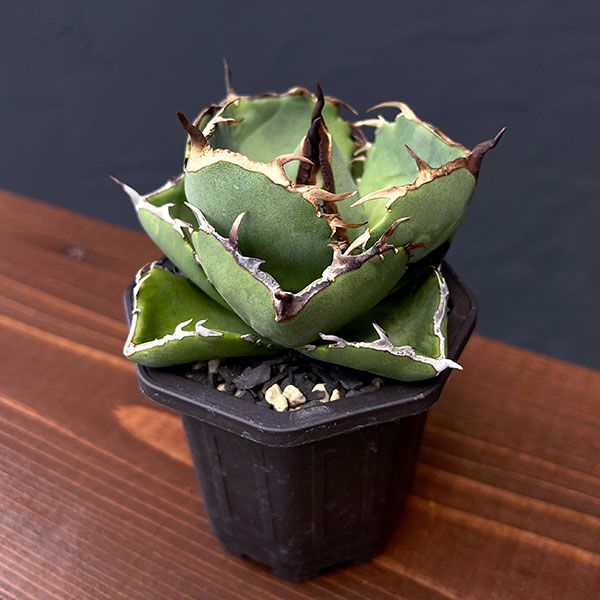 園芸ネット本店｜アガベ：ジャガーノート 3号鉢植え の通販【公式】