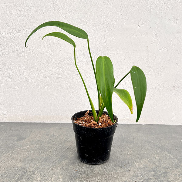 園芸ネット本店｜モンステラ：バールマルクスフレーム 3号ポット の