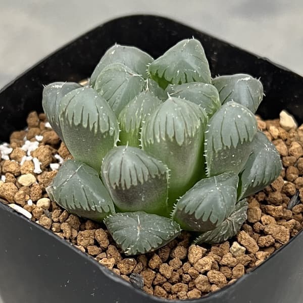 園芸ネット本店｜ハオルチア：カラフルオブ＃6（黒オブツーサ錦xOB1