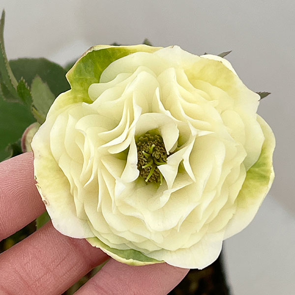 園芸ネット本店｜横山園芸さんのクリスマスローズ：26-01プリマドレス