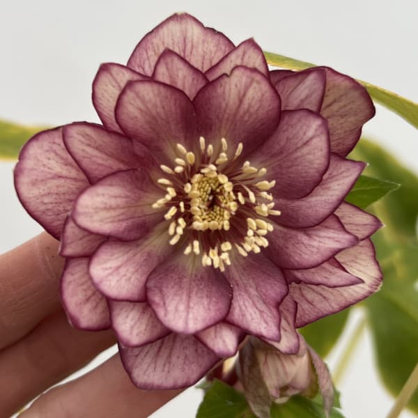 園芸ネット本店｜細川さんのクリスマスローズ：ダブル26-18／4号ポット