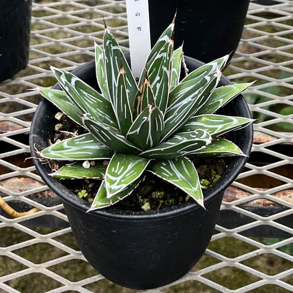 園芸ネット本店｜アガベ：笹の雪 4号ポット の通販【公式】