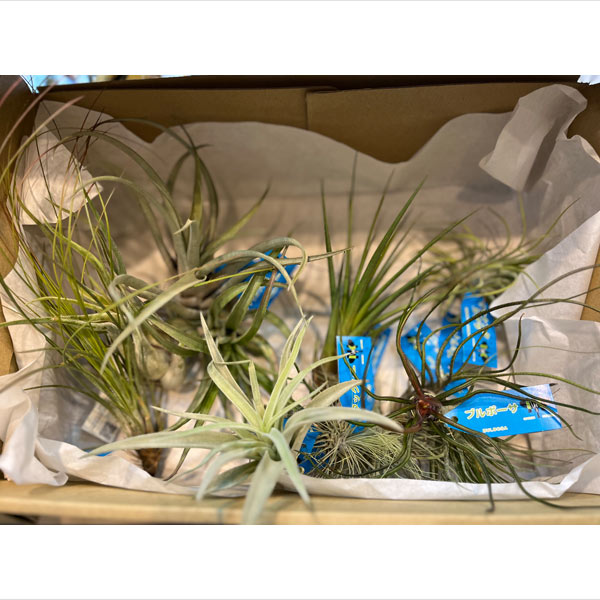 園芸ネット本店｜[送料無料]チランジア（エアプランツ）Lサイズ