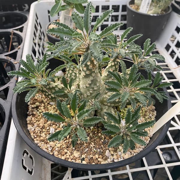 園芸ネット本店｜ドルステニア：ラブラニー（多頭） 7号鉢植え23-03 の