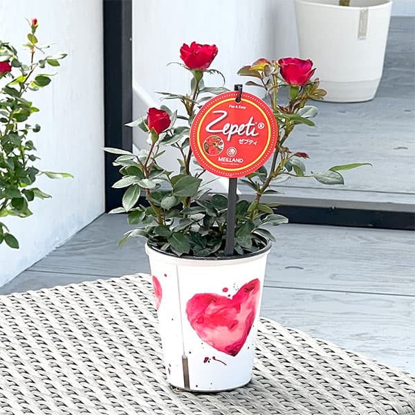 園芸ネット本店｜ミニバラ：ゼプティ インドアローズ（タンブラー