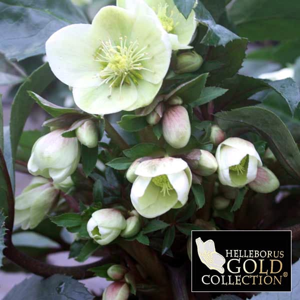 園芸ネット本店｜クリスマスローズ（原種交配）：*HGCマーロン5号