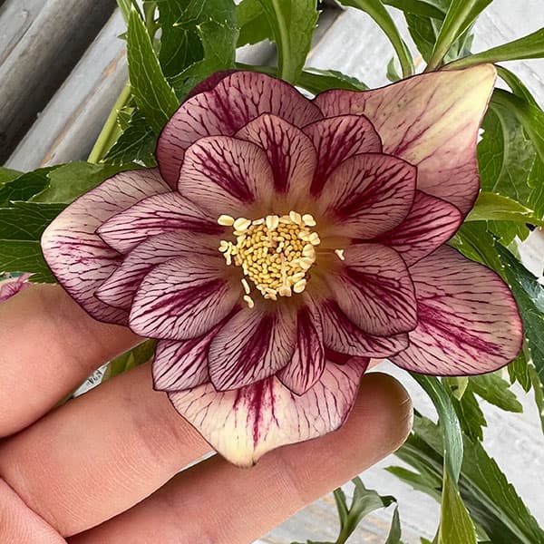 園芸ネット本店｜杉光園芸さんのクリスマスローズ：ダブルゴールド