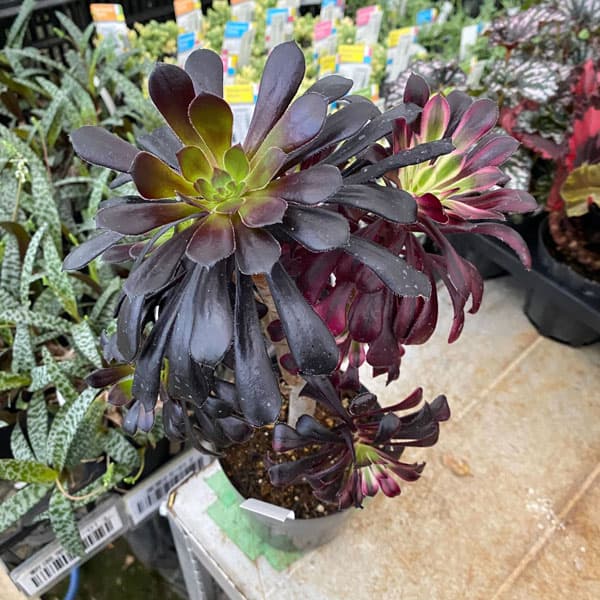 園芸ネット本店｜アエオニウム：黒法師錦（クロホウシニシキ）3.5号