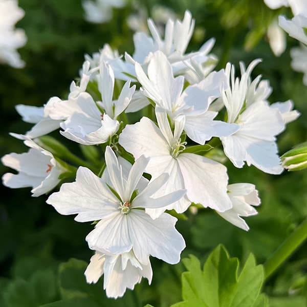 園芸ネット本店｜[26年3月中下旬予約]ゼラニウム：スターリー ピュア