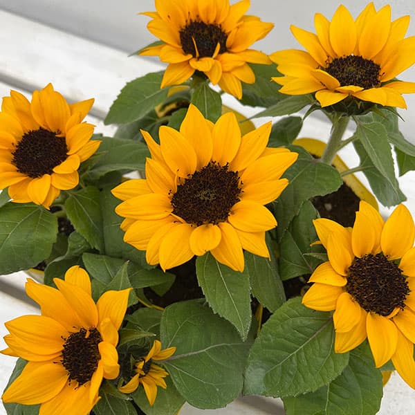 園芸ネット本店｜ヒマワリ：ミスサンシャイン3号ポット の通販【公式】