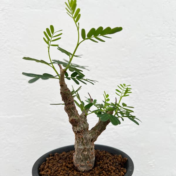 園芸ネット本店｜センナ：メリディオナリス（実生株） 2.5号24-01 の