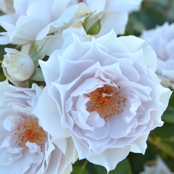 園芸ネット本店｜ロサ・オリエンティス：ザ・セレスティアル大苗6号角