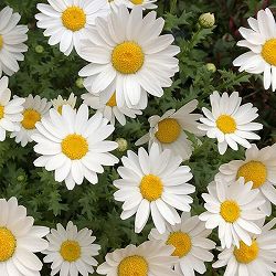 園芸ネット本店｜クリサンセマム：ノースポール3号ポット12株セット の