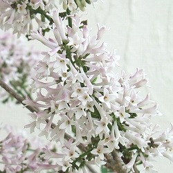 園芸ネット本店｜ライラック：プレジデントグレビー4-5号ポット の通販