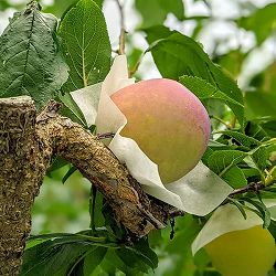 園芸ネット本店｜スモモ(プラム）：ハニーローザ4～5号ポット の通販