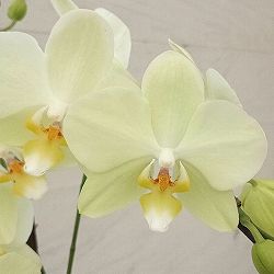 園芸ネット本店｜ミディコチョウラン：スワン2本立ち4号陶器鉢植え の