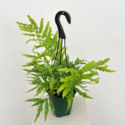 園芸ネット本店｜観葉植物:シダ類 の商品一覧 【公式】