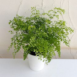 園芸ネット本店｜観葉植物:シダ類 の商品一覧 【公式】