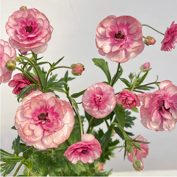 園芸ネット本店｜ラナンキュラス：ラックス ヘラ3.5-4号ポット の通販