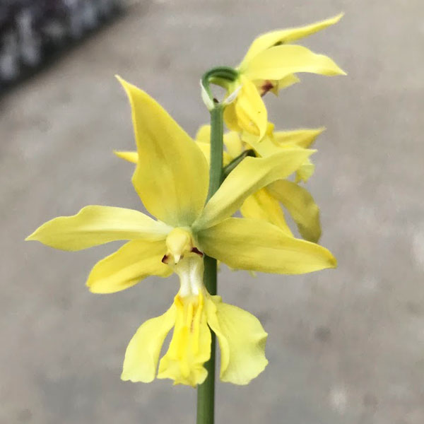 園芸ネット本店｜エビネ：黄エビネ（キエビネ）3-3.5号ポット の通販