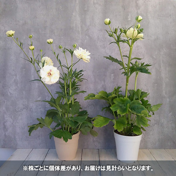 園芸ネット本店｜ラナンキュラス：ラックス ニノス6号鉢植え の通販