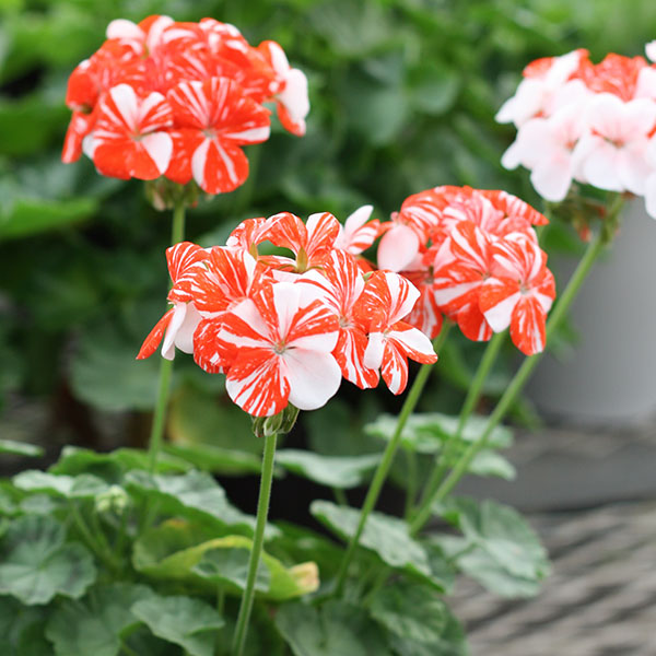 園芸ネット本店｜×ゼラニウム：シングルニューライフ3号ポット の通販