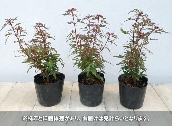 園芸ネット本店｜モミジ：京の舞3号ポット の通販【公式】