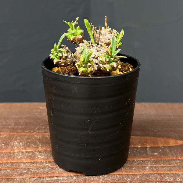 園芸ネット本店｜ユーフォルビア：峨眉山（ガビザン）2.5号鉢植え の