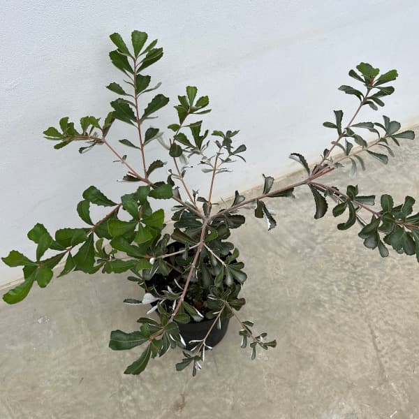 園芸ネット本店｜バンクシア：コーストバンクシア6号鉢植え の通販【公式】