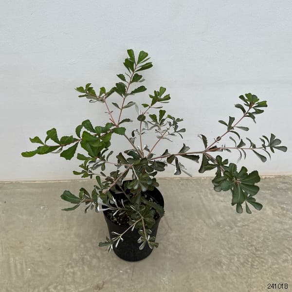 園芸ネット本店｜バンクシア：コーストバンクシア6号鉢植え の通販【公式】