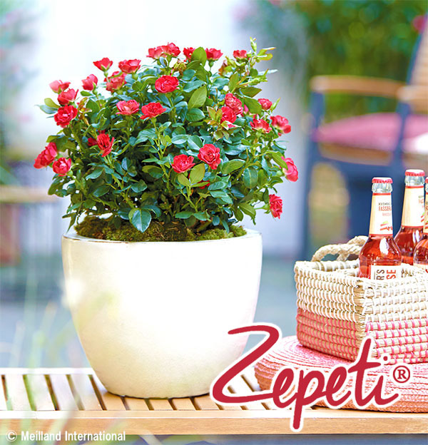 園芸ネット本店｜ミニバラ：ゼプティ インドアローズ（タンブラー